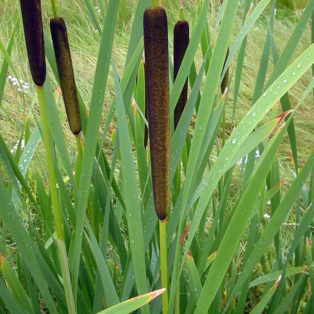 Typha latifolia - Breitblättriger Rohrkolben