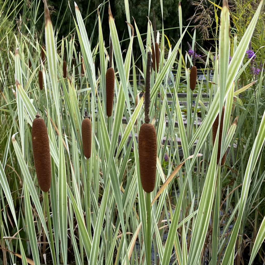 Typha latifolia Variegata - Breitblättriger Rohrkolben