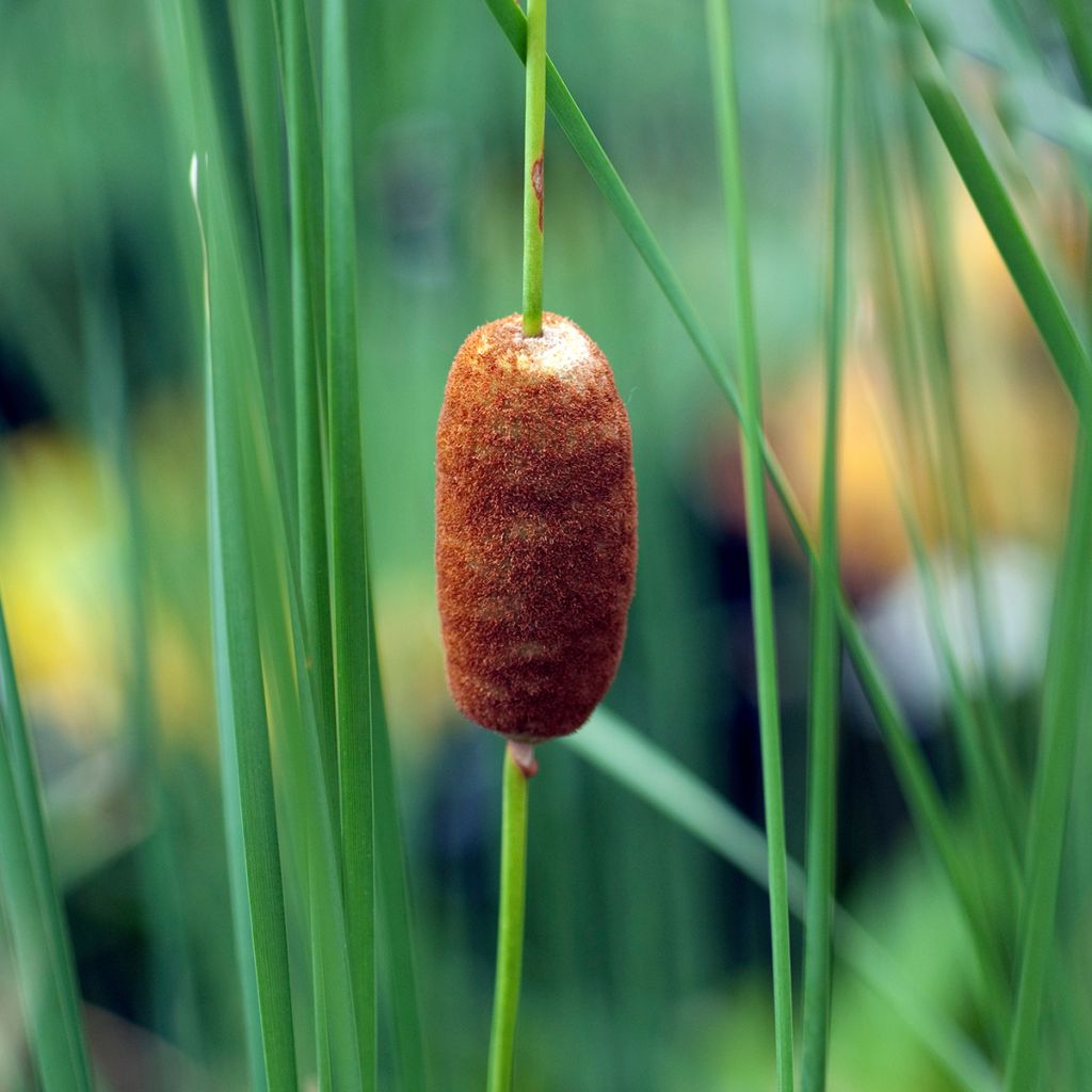 Typha laxmannii - Laxmanns Rohkolben