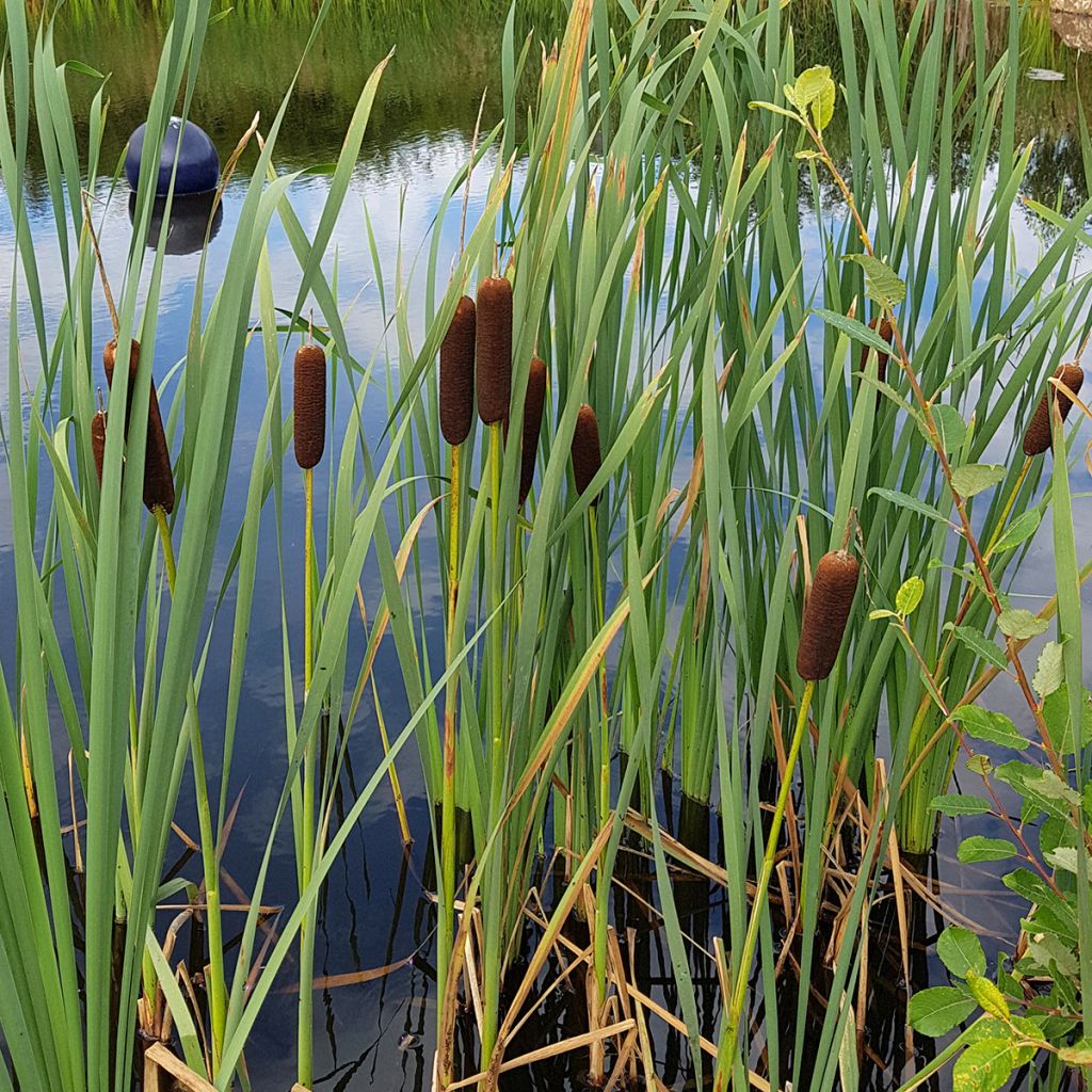 Typha laxmannii - Laxmanns Rohkolben