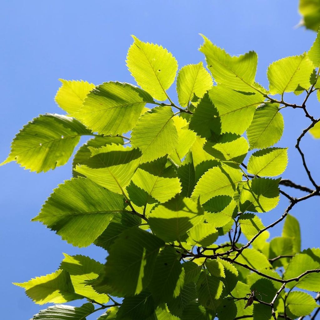 Ulmus carpinifolia Pendula - Orme pleureur