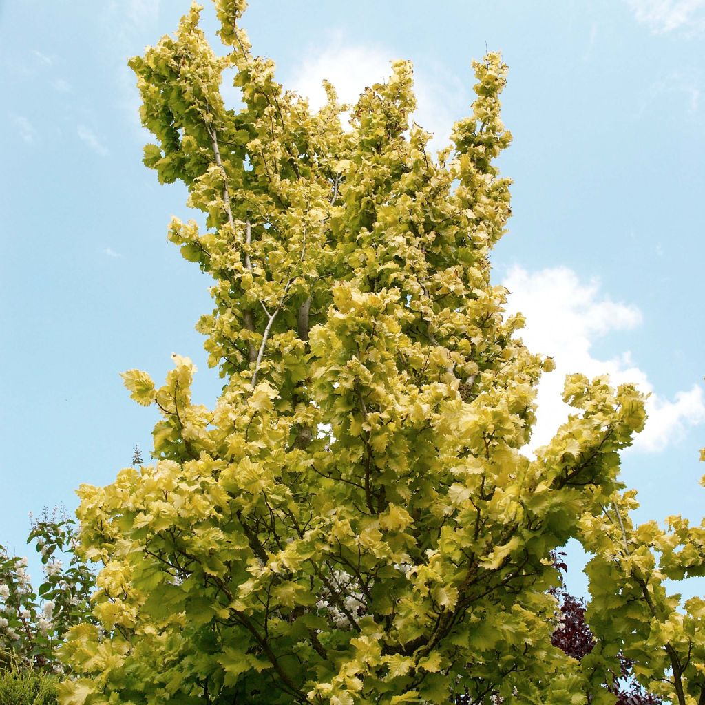 Ulmus hollandica Wredei - Orme doré