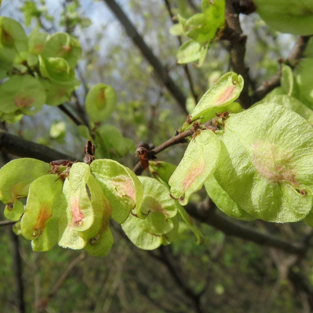 Ulmus minor - Orme champêtre 