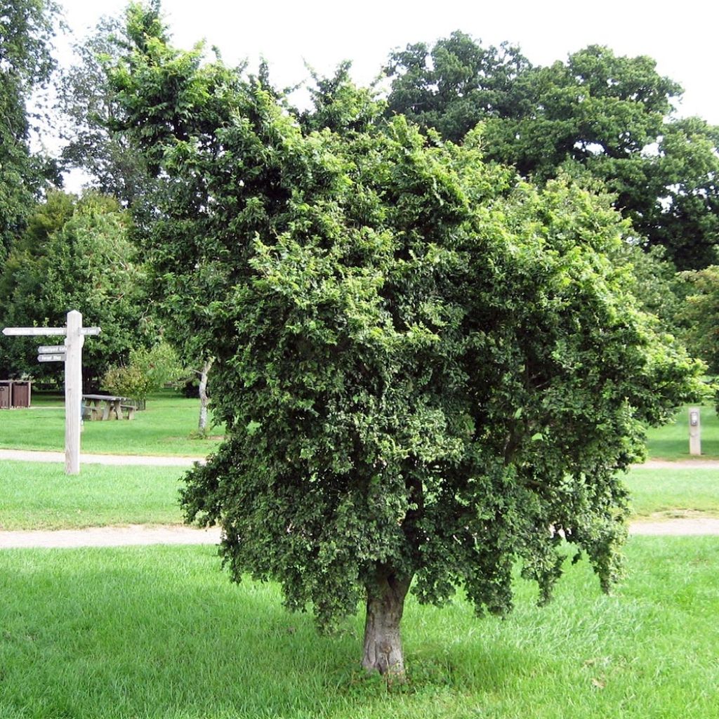 Feldulme Pendula - Ulmus carpinifolia