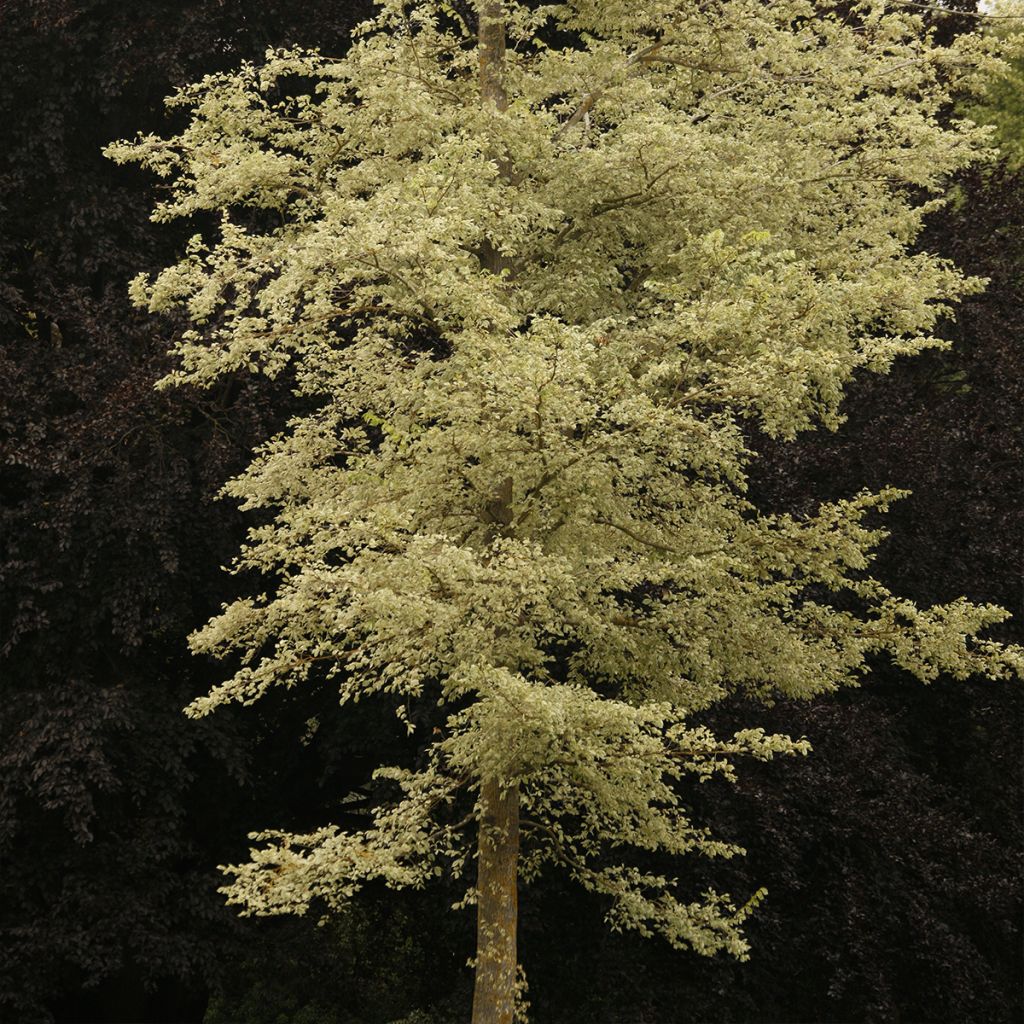 Feld-Ulme Argenteovariegata - Ulmus minor