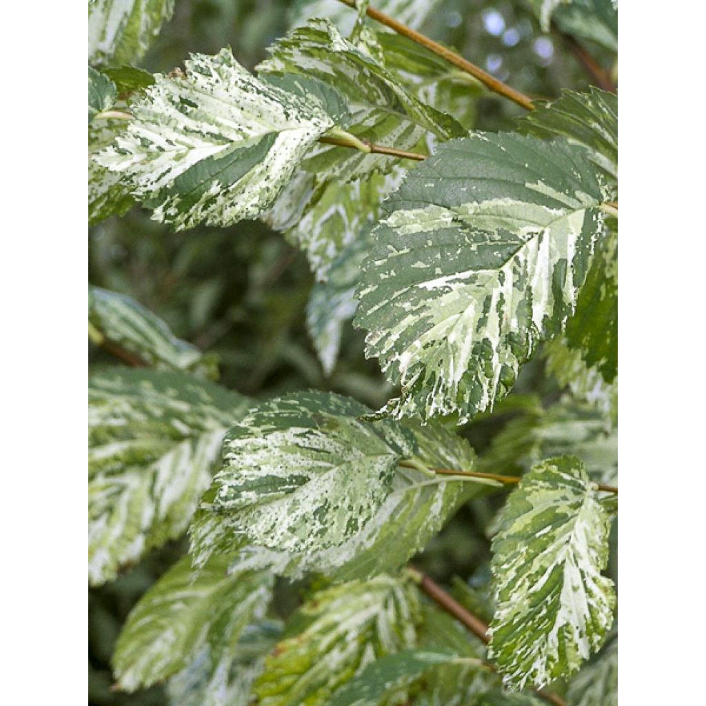 Feld-Ulme Argenteovariegata - Ulmus minor