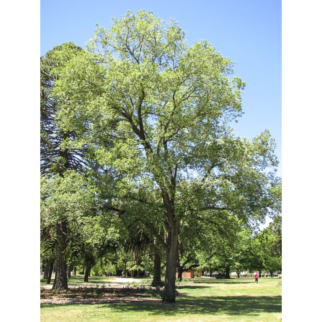 Feld-Ulme Argenteovariegata - Ulmus minor