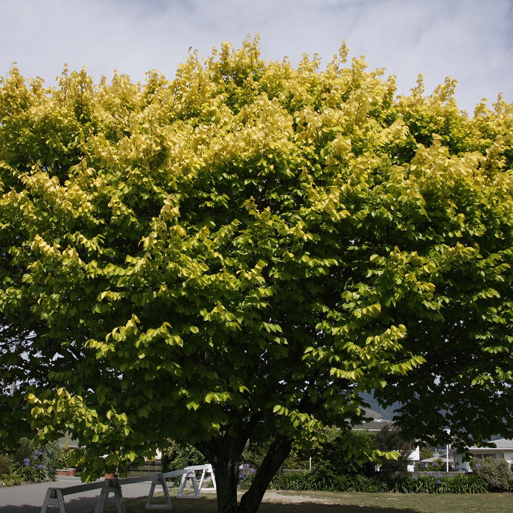 Feld-Ulme Louis van Houtte - Ulmus minor