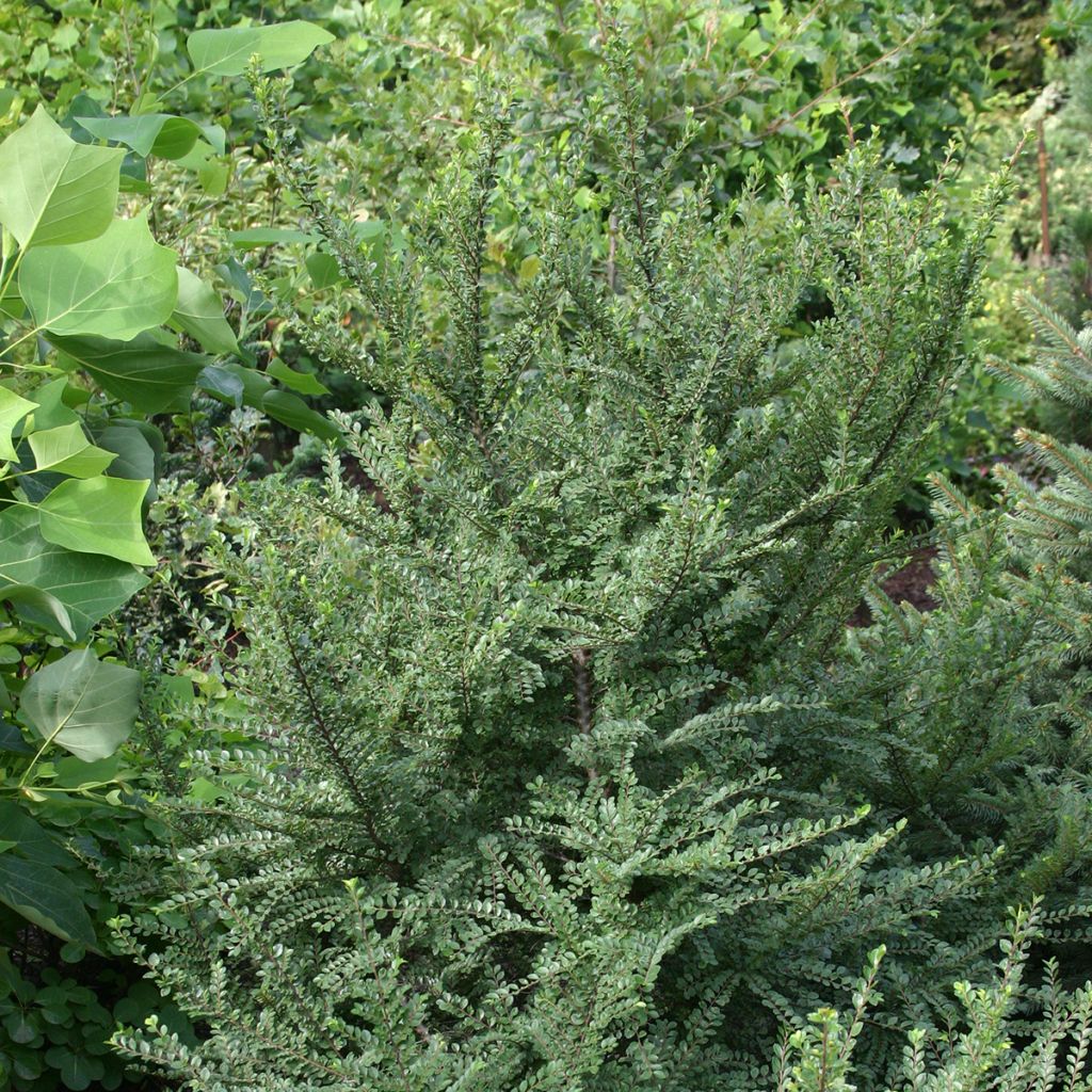 Chinesische Ulme Seiju - Ulmus parvifolia