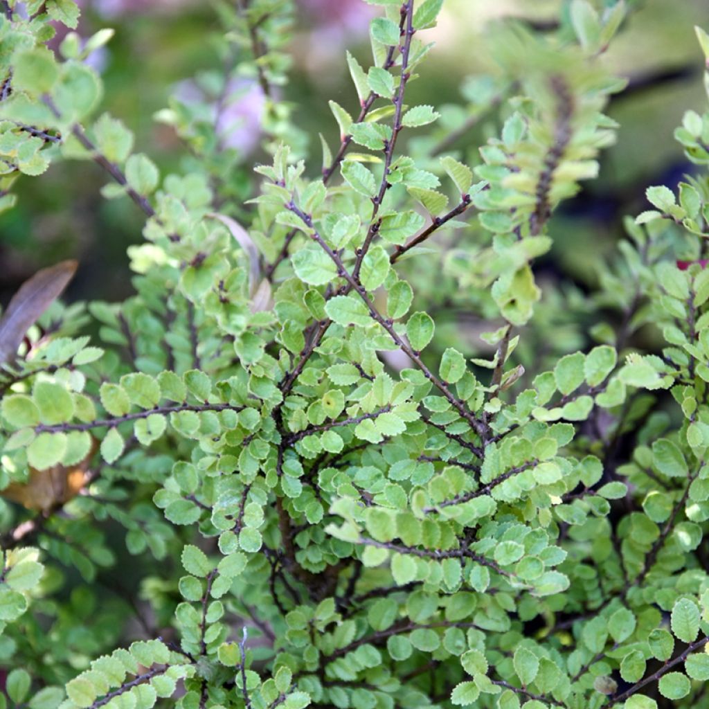 Chinesische Ulme Seiju - Ulmus parvifolia