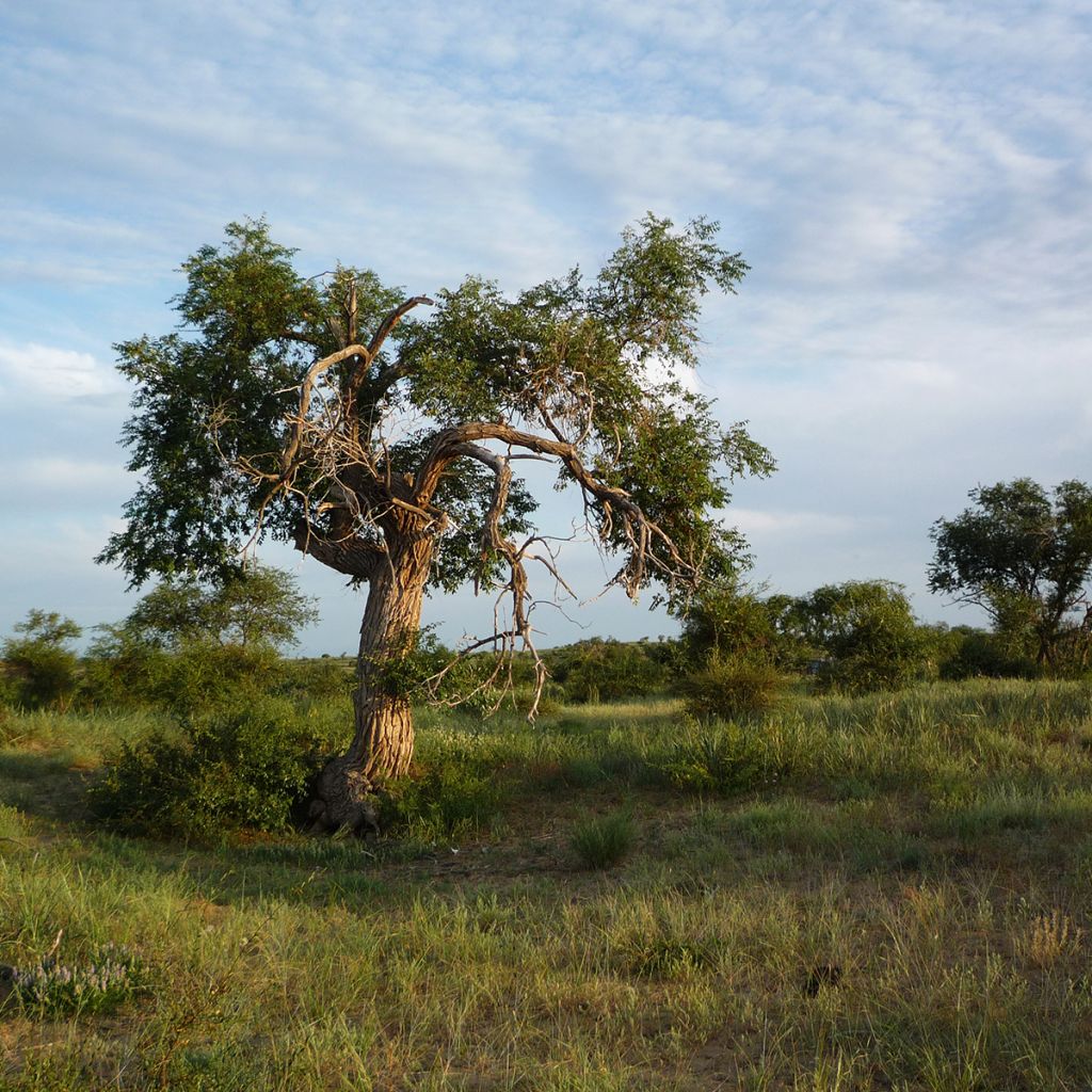 Ulmus pumila - Orme de Sibérie