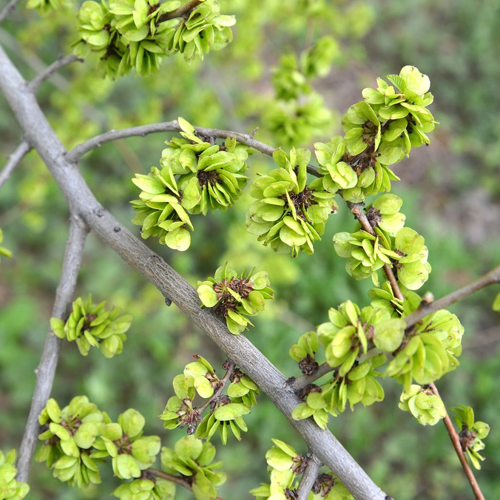 Zwerg-Ulme - Ulmus pumila