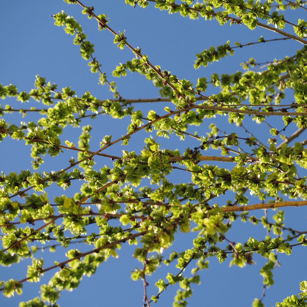 Ulmus pumila - Orme de Sibérie