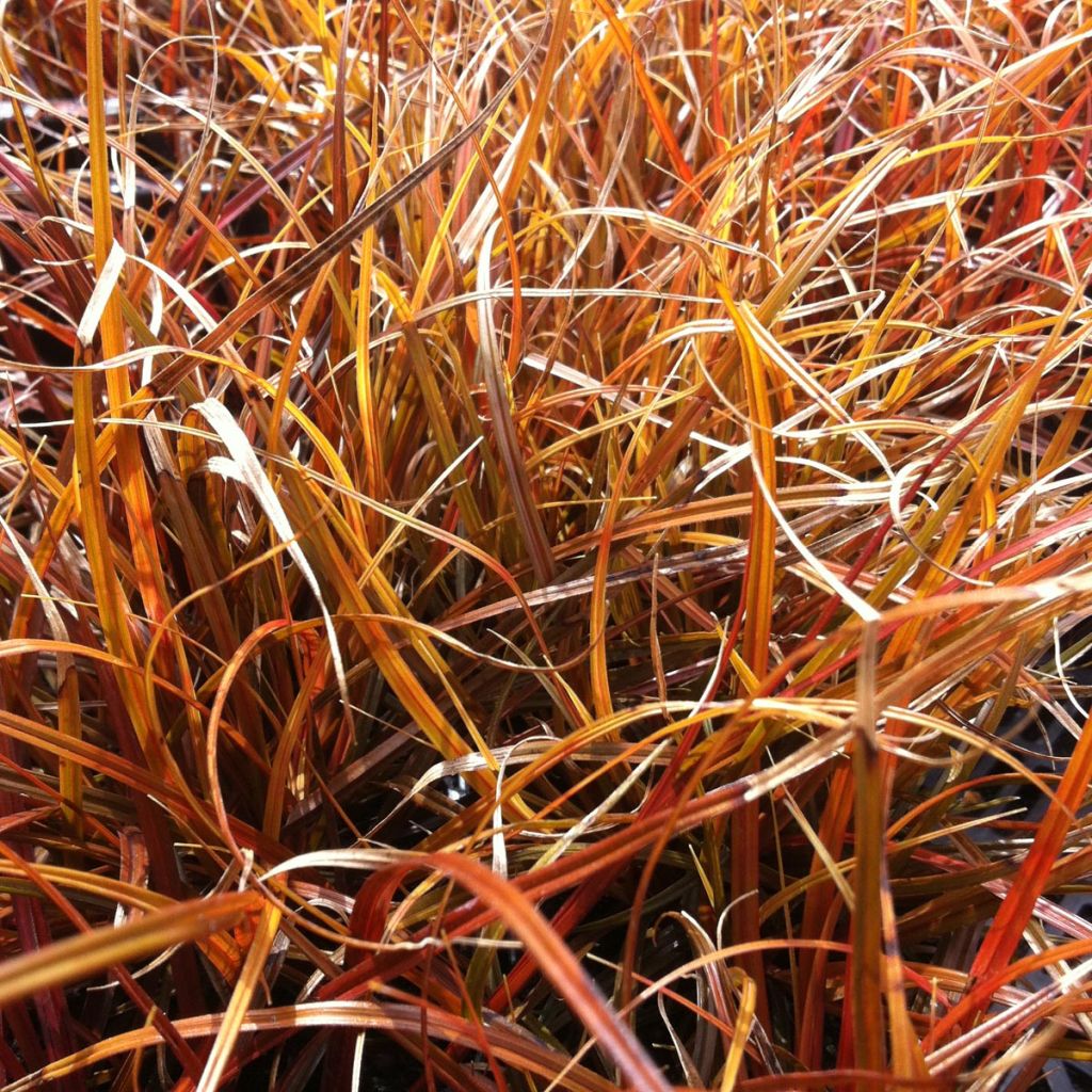 Uncinia rubra - Mahagonigras