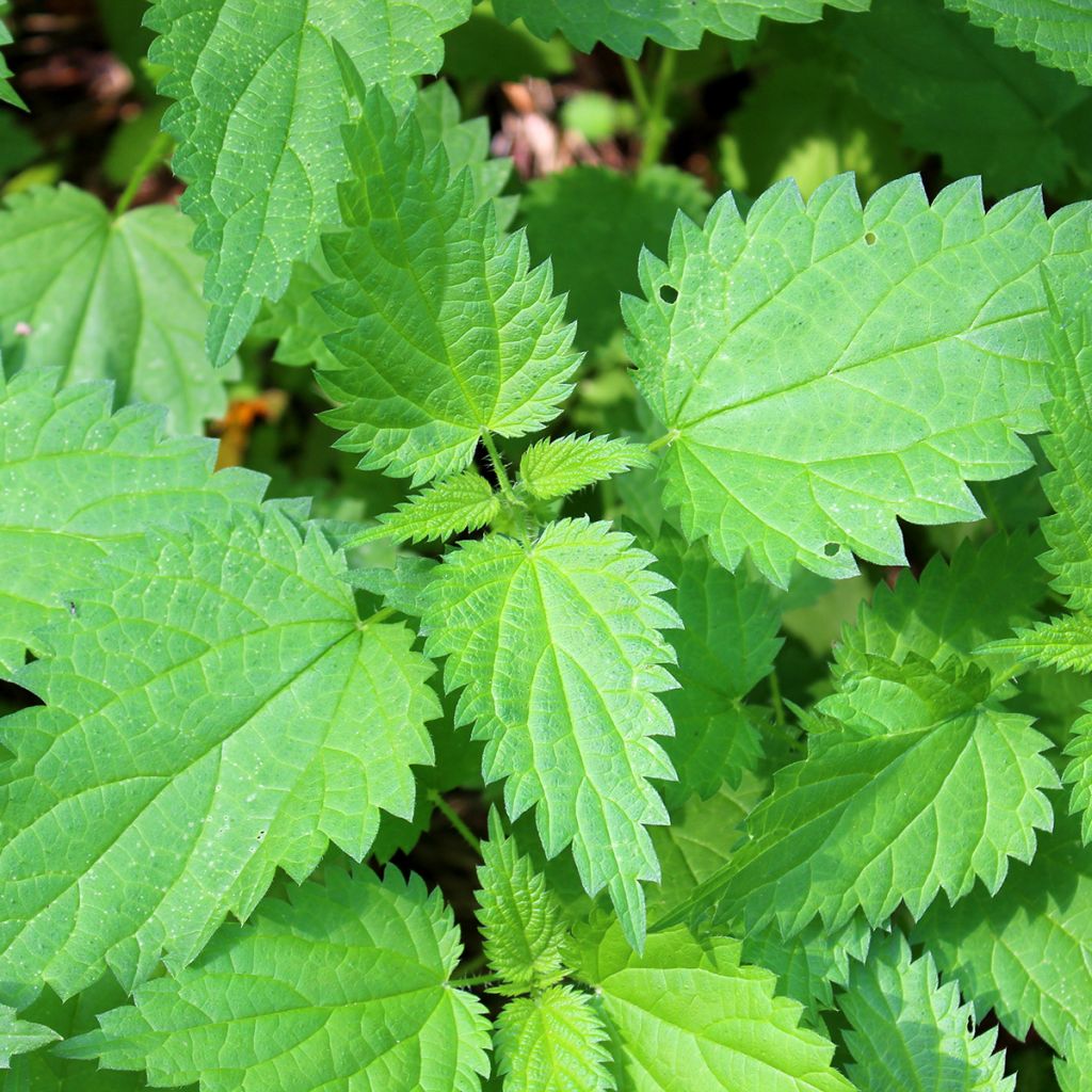 Große Brennnessel - Urtica dioïca