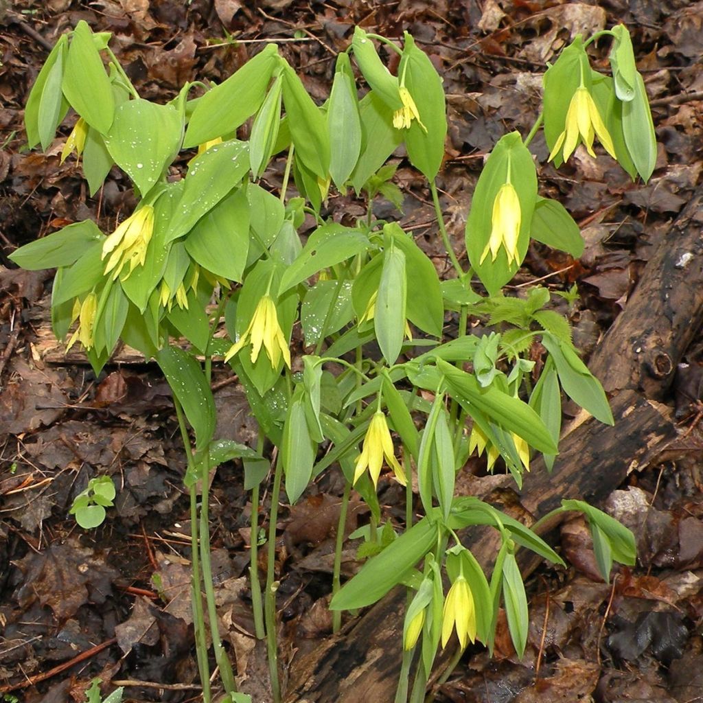 Uvularia grandiflora - Goldsiegel