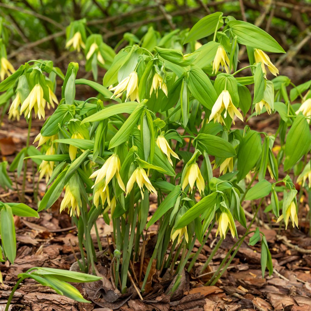 Uvularia grandiflora