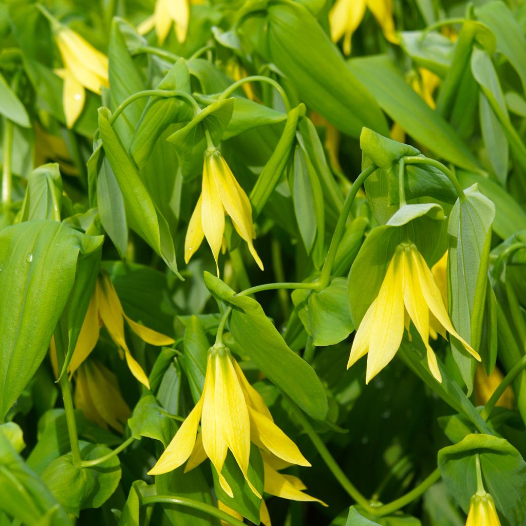 Uvularia grandiflora