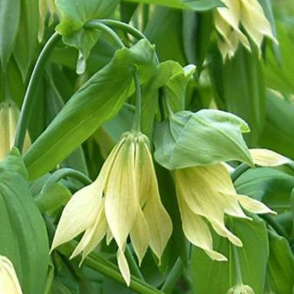 Uvularia grandiflora var. pallida - Uvulaire à grandes fleurs