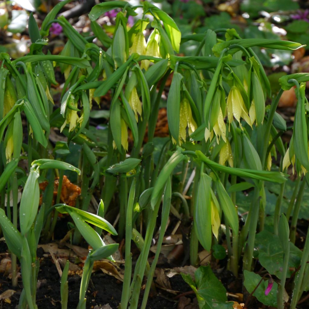 Uvularia grandiflora var. pallida