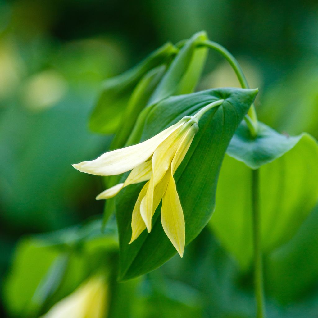 Uvularia grandiflora var. pallida