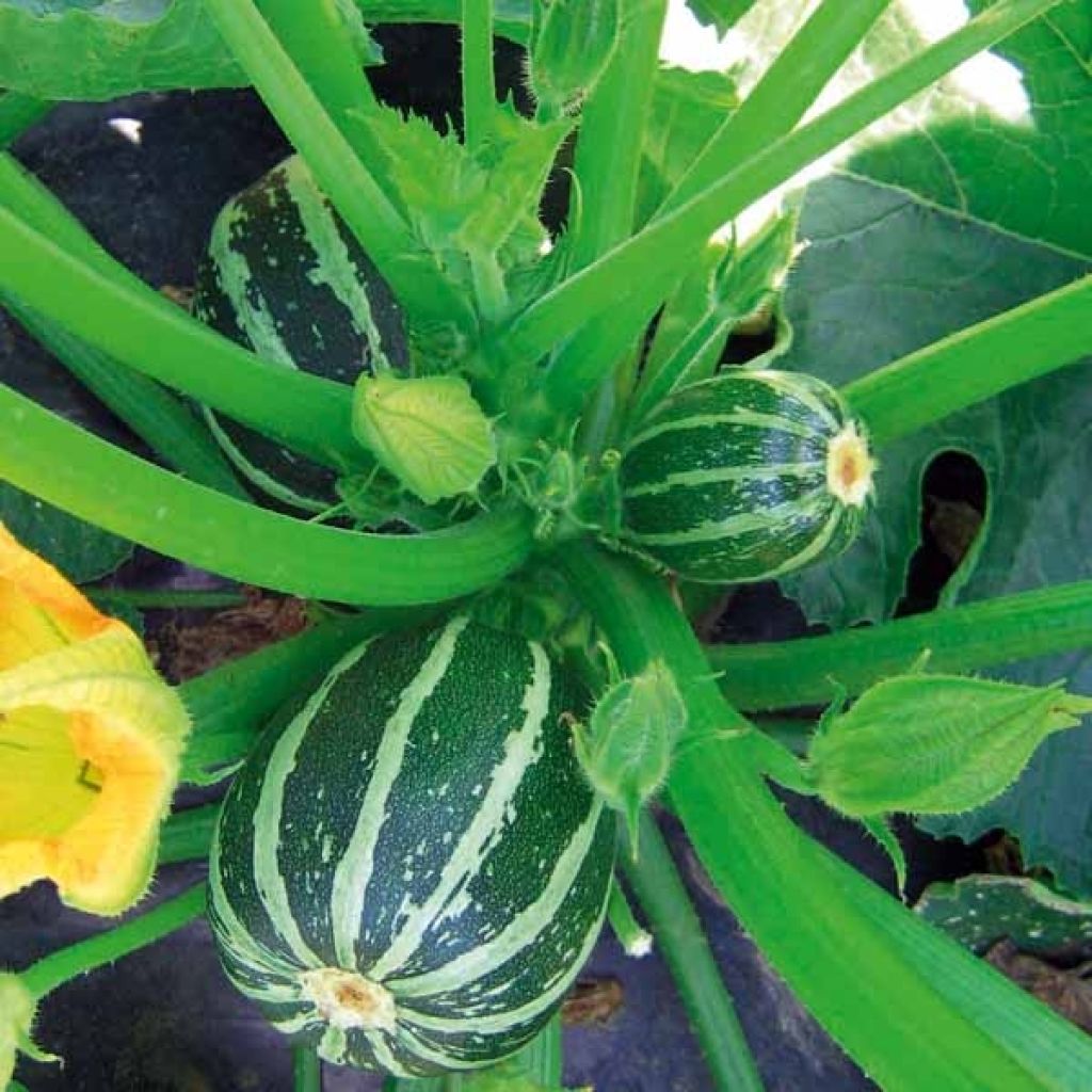 Graines de Courgette Picolo F1