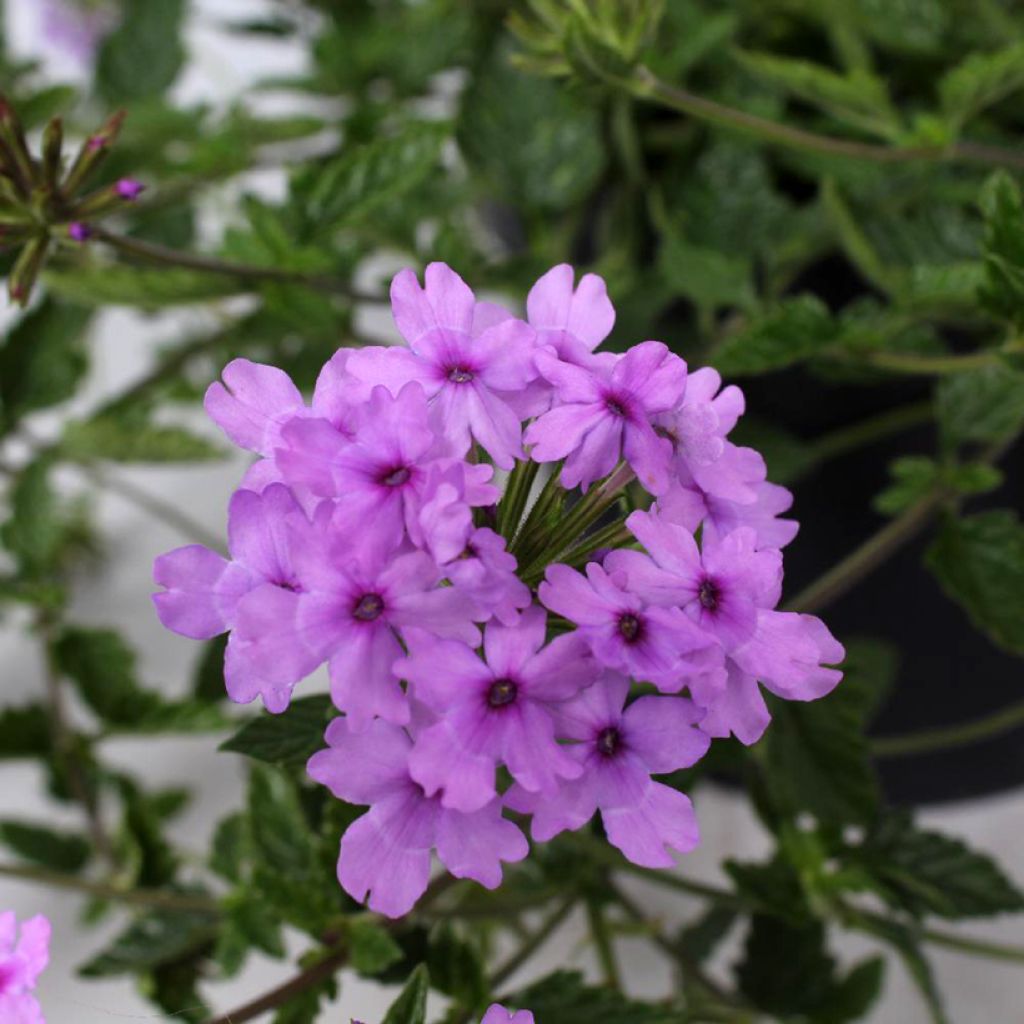 Glandularia hybrida Seabrook's Lavender - Drüseneisenkraut