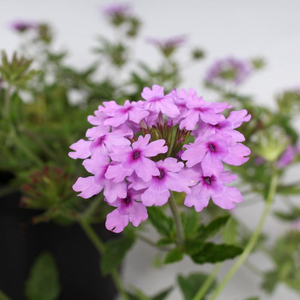 Glandularia hybrida Seabrook's Lavender - Drüseneisenkraut