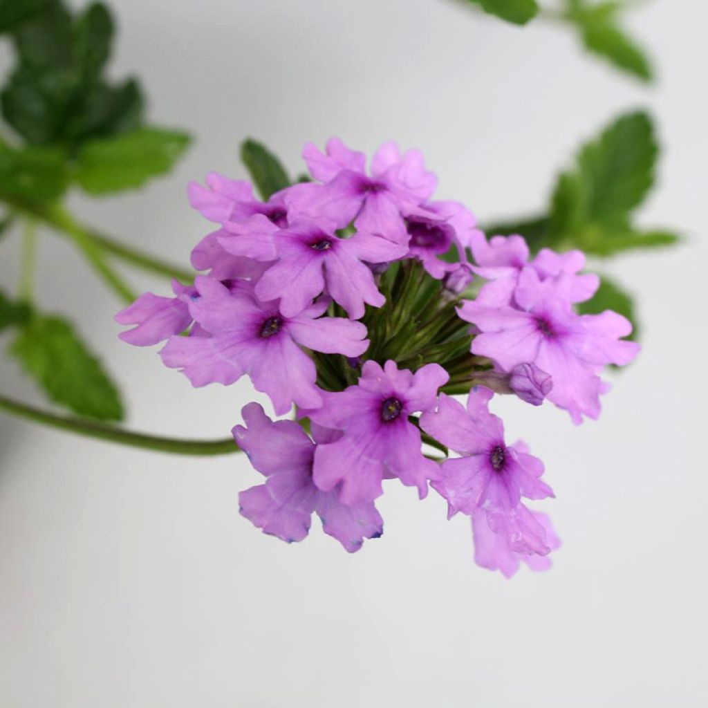 Glandularia hybrida Seabrook's Lavender - Drüseneisenkraut