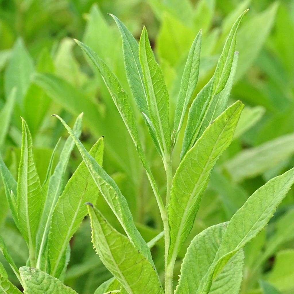 Vernonia noveboracensis White Lightning