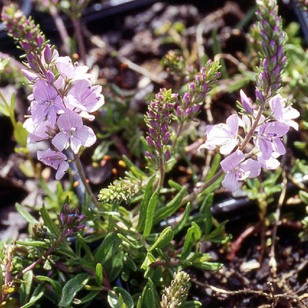 Veronica Kentish Pink - Ehrenpreis