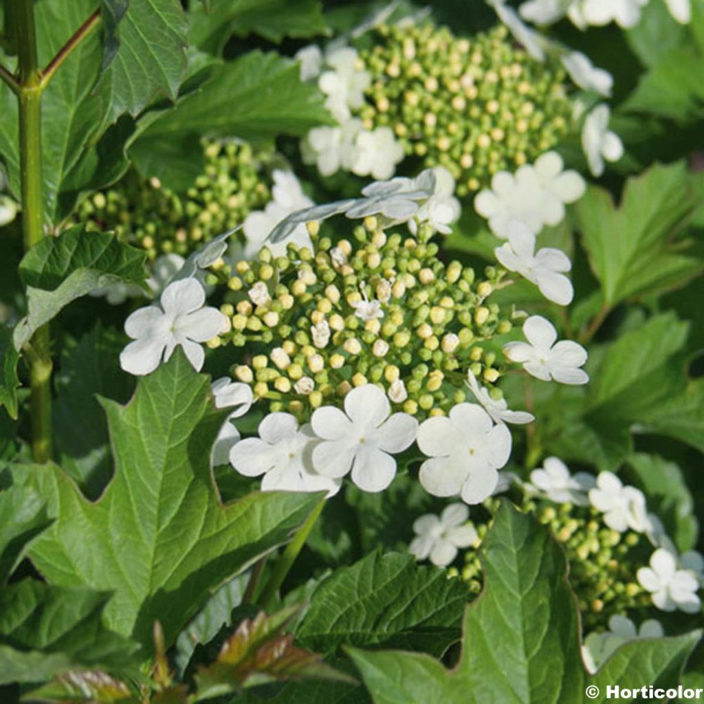 Gewöhnlicher Schneeball Compactum - Viburnum opulus