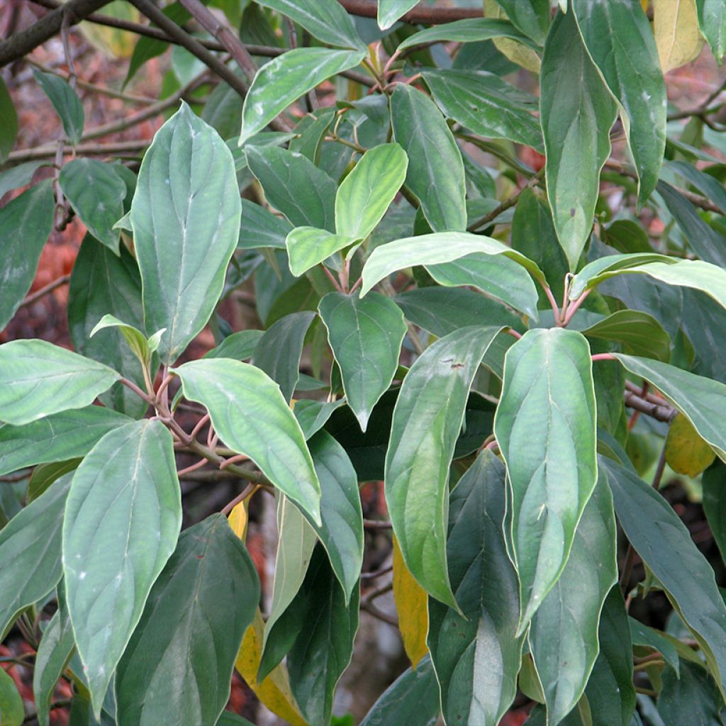 Schneeball cylindricum - Viburnum