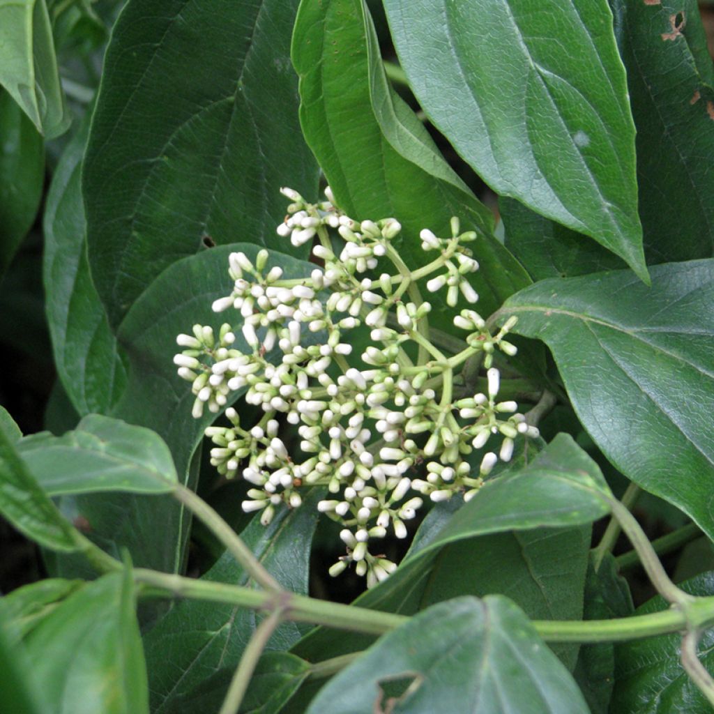 Schneeball cylindricum - Viburnum