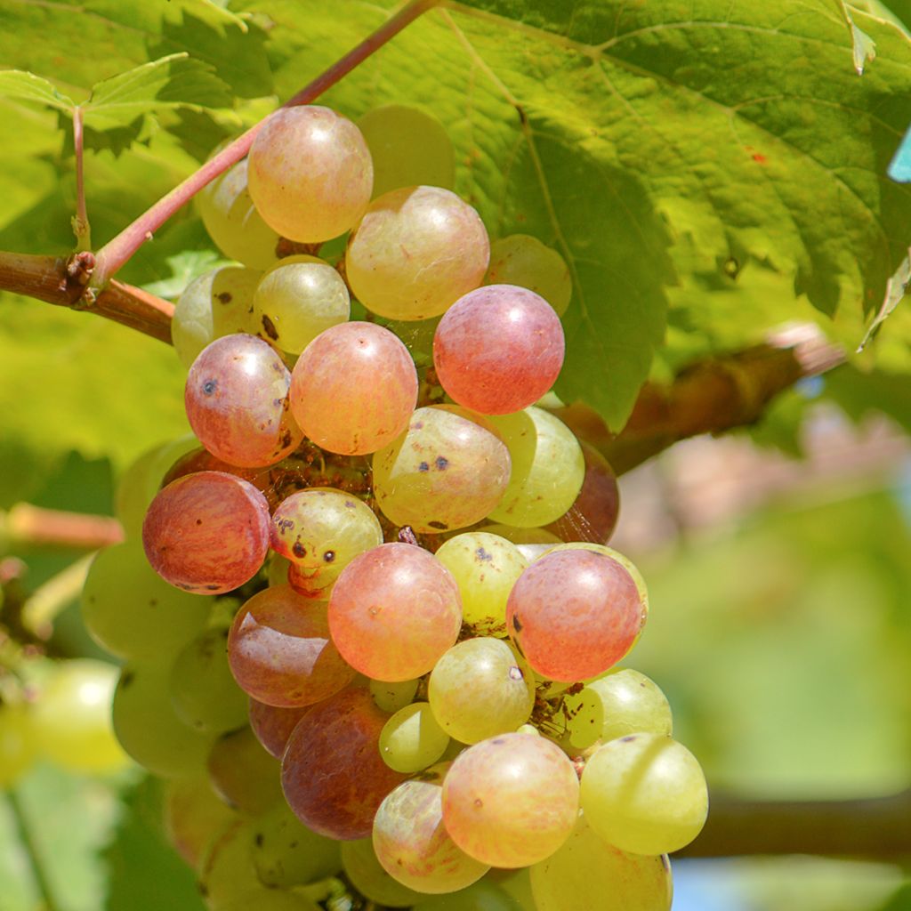 Weinrebe Fragola Bianca Precoce - Vitis labrusca x vinifera