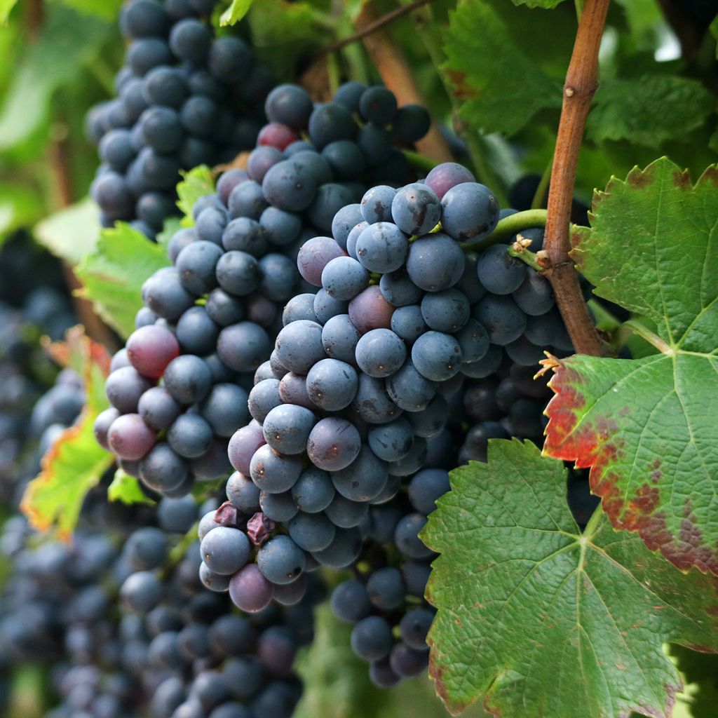 Weinrebe Francese Nera, Noire de France - Vitis x hybrida