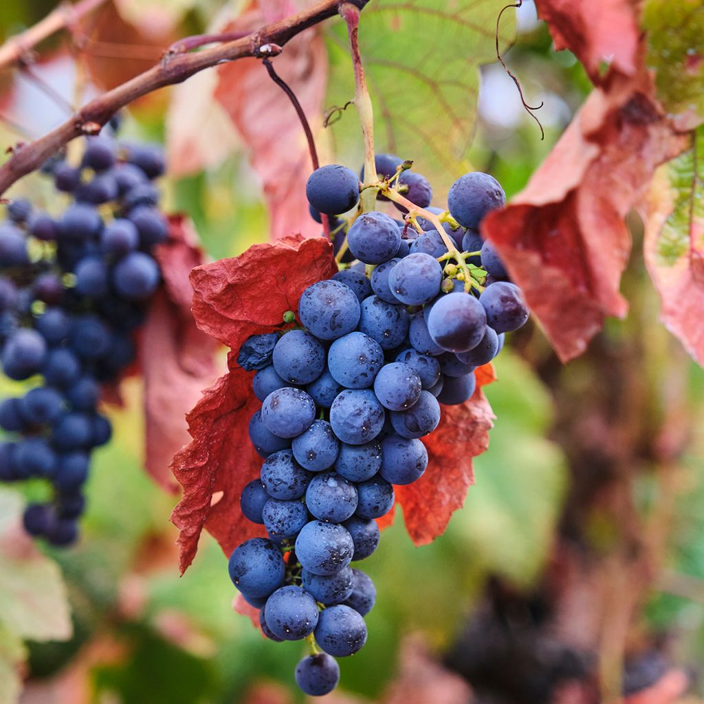 Weinrebe Nebbiolo