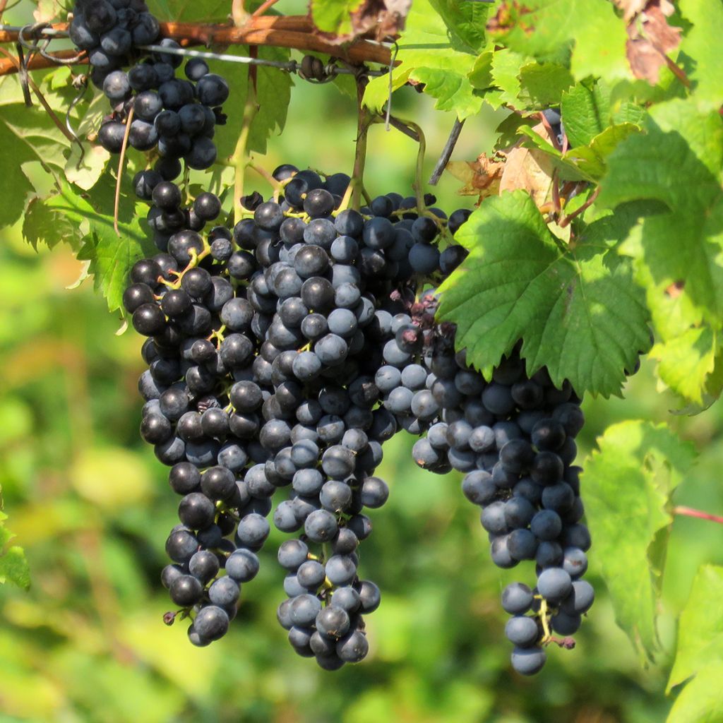 Weinrebe Opalina - Vitis labrusca x vinifera