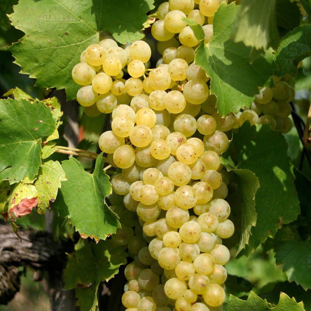 Weinrebe Vermentino bianco