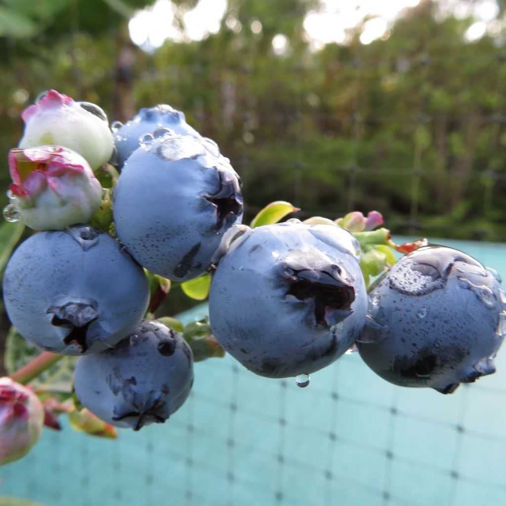 Amerikanische Blaubeere Hortblue Petite - Vaccinium corymbosum