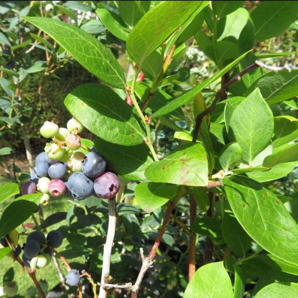 Vaccinium corymbosum Hortblue Petite - myrtillier d'Amérique