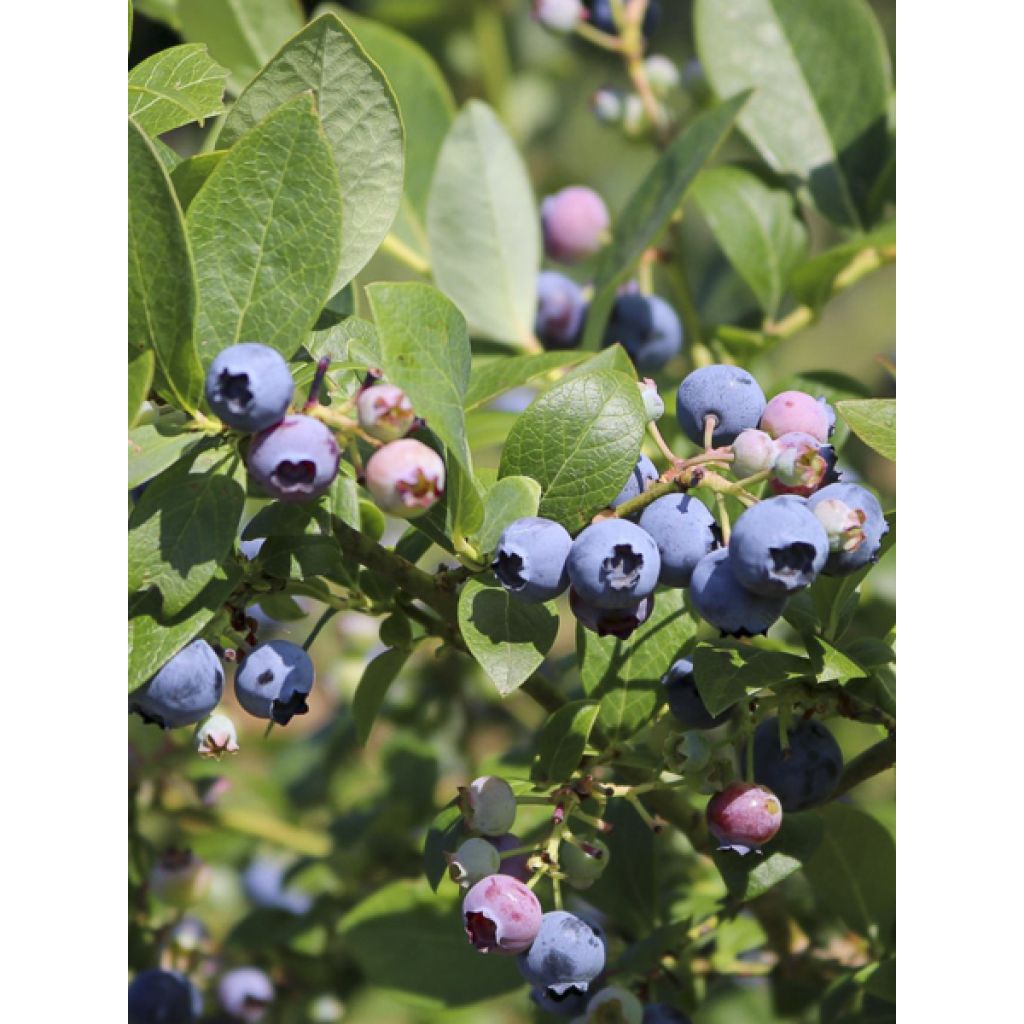 Amerikanische Blaubeere Hortblue Poppins - Vaccinium corymbosum