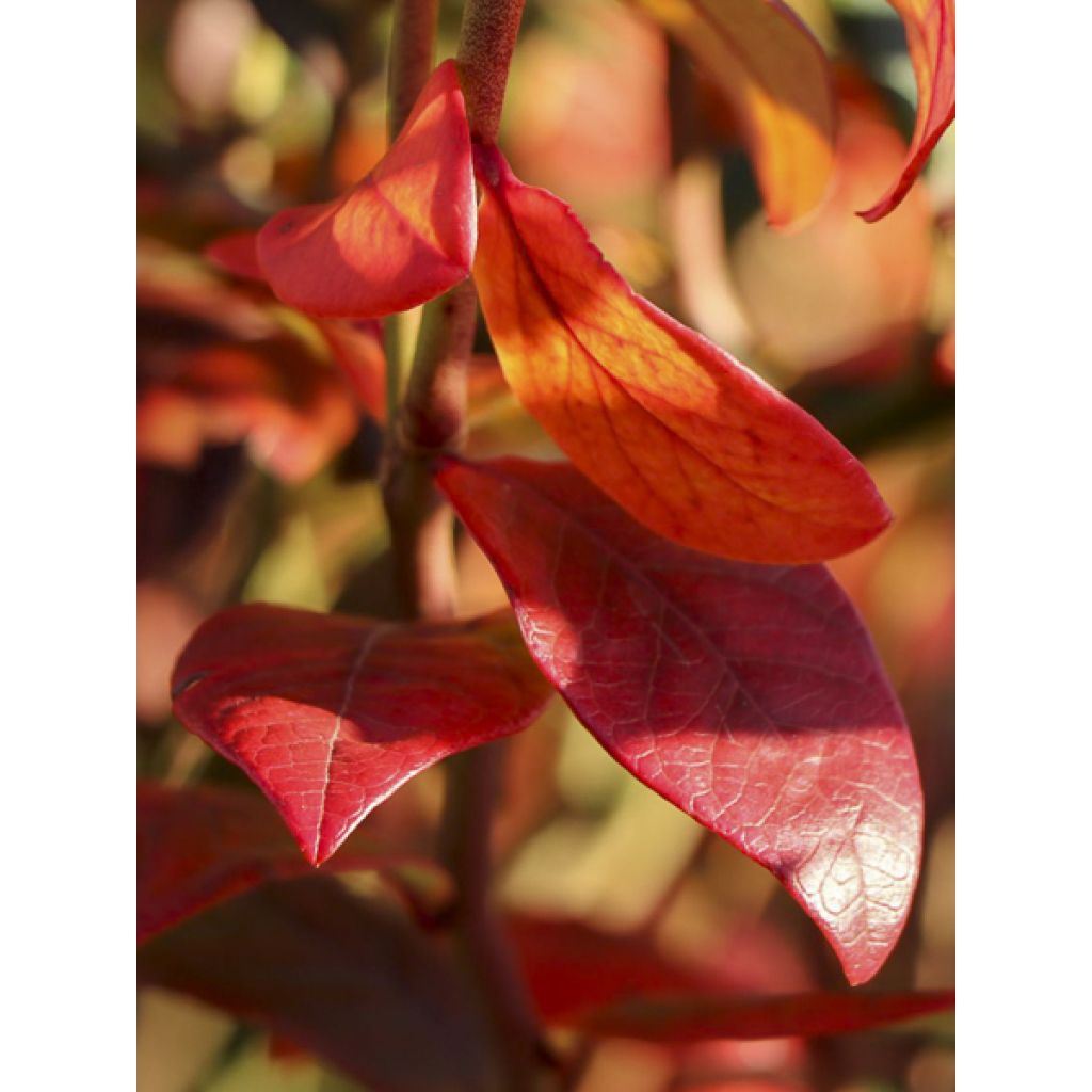 Amerikanische Blaubeere Hortblue Poppins - Vaccinium corymbosum