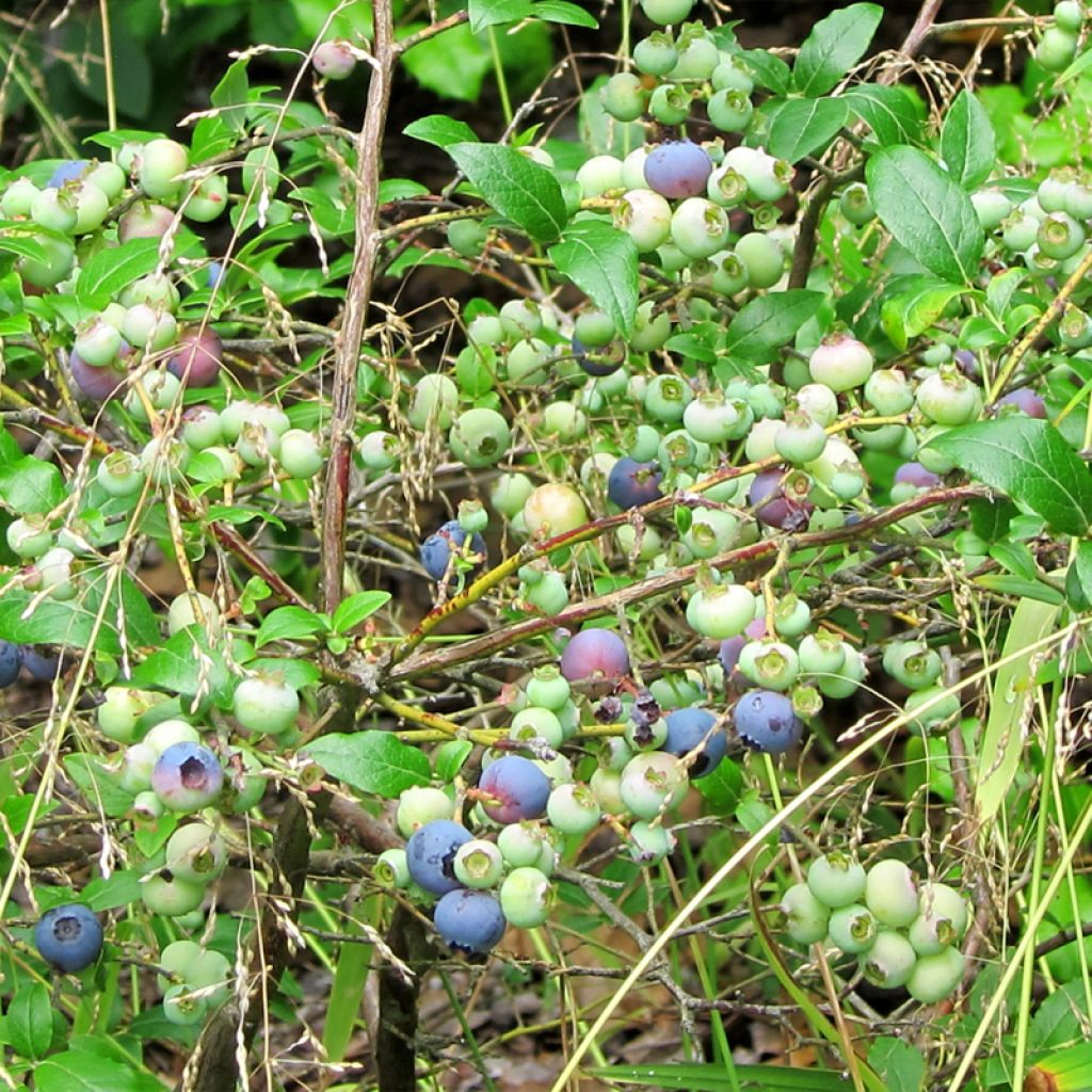 Myrtille d'Amérique - Vaccinium corymbosum Northcountry