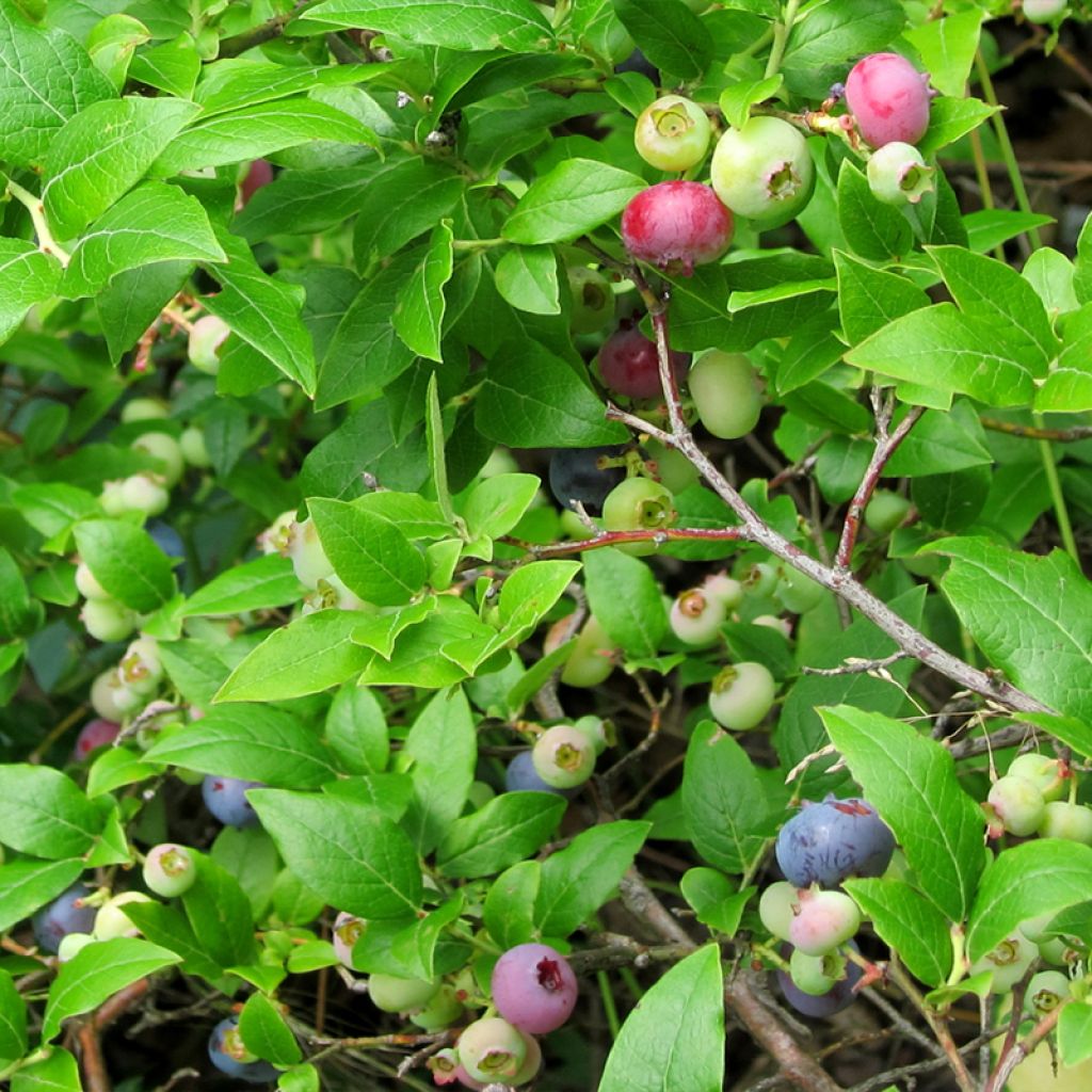 Myrtille d'Amérique - Vaccinium corymbosum Northcountry