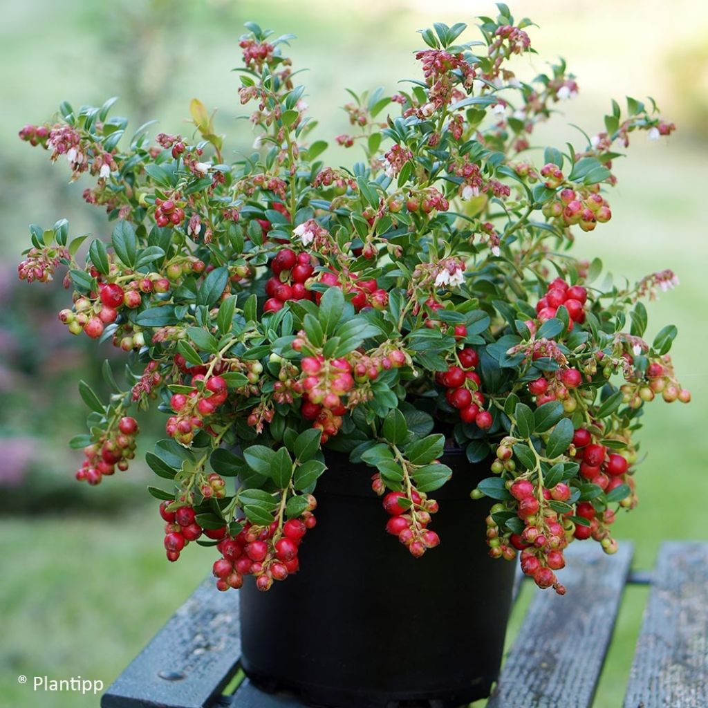 Preiselbeere FIREBALLS 'Lirome' - Vaccinium vitis-idaea