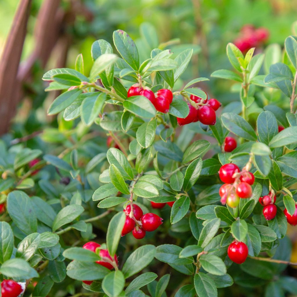 Preiselbeere Koralle - Vaccinium vitis-idaea