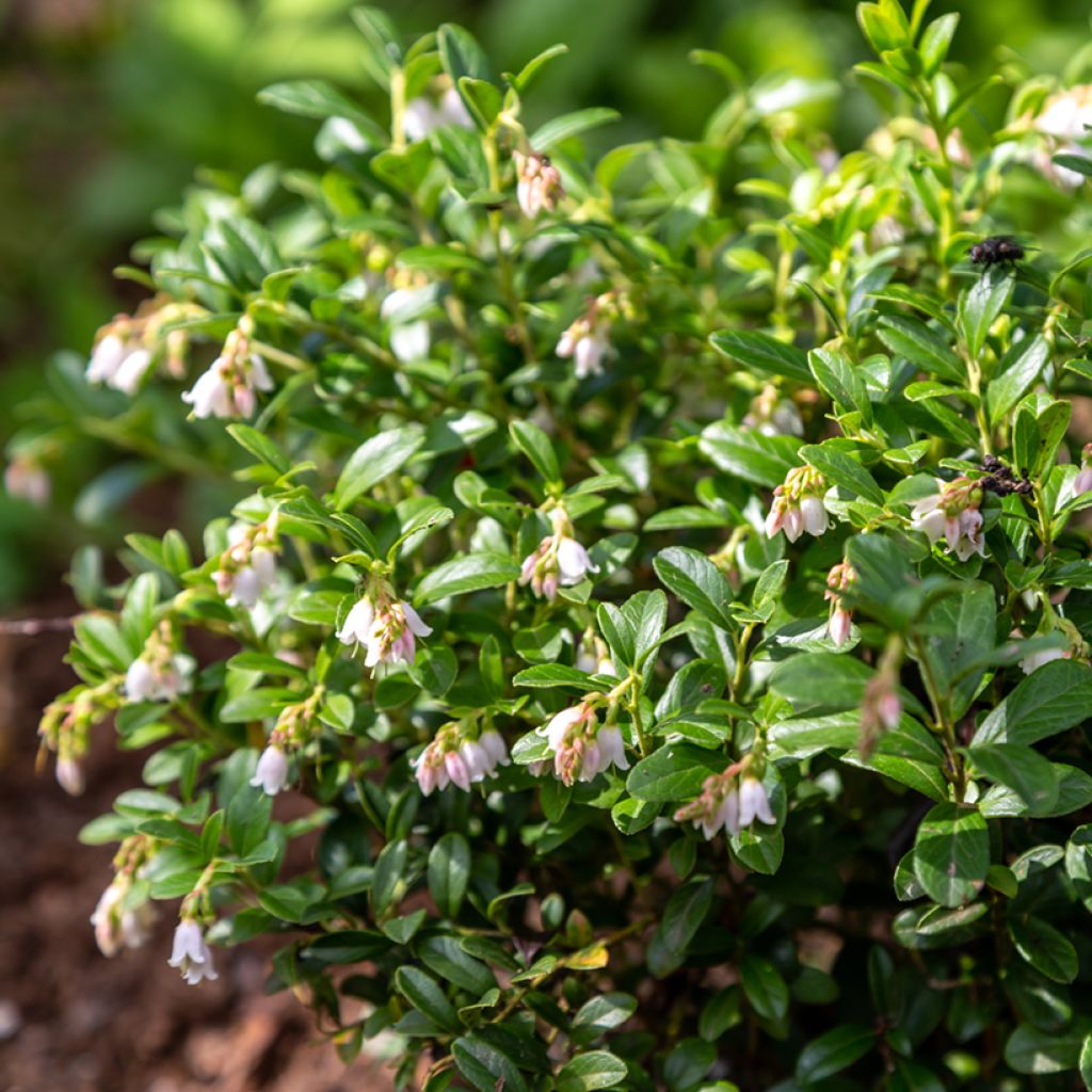 Preiselbeere Koralle - Vaccinium vitis-idaea