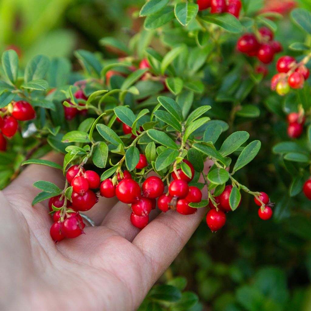 Preiselbeere Koralle - Vaccinium vitis-idaea