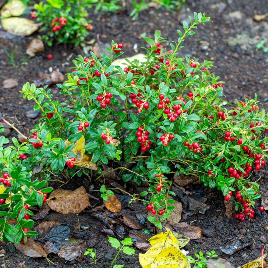 Preiselbeere Koralle - Vaccinium vitis-idaea